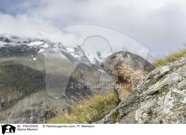 Alpine Marmot / PW-03505
