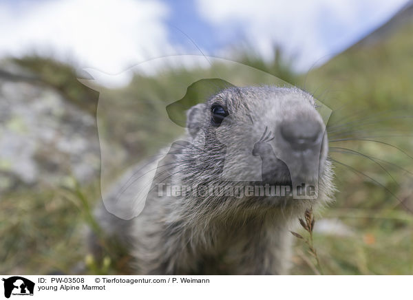 young Alpine Marmot / PW-03508