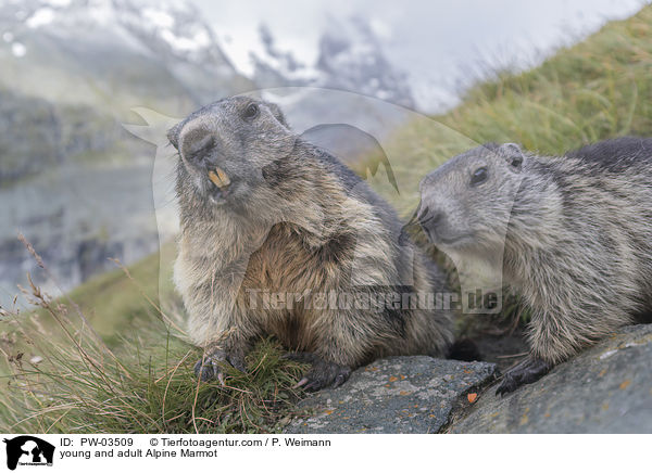 young and adult Alpine Marmot / PW-03509