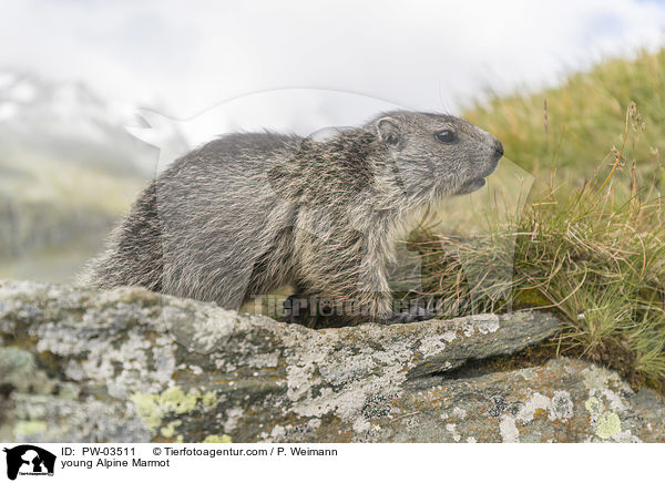 young Alpine Marmot / PW-03511