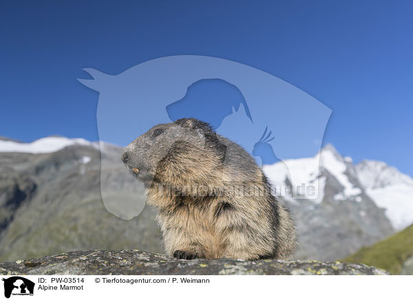 Alpine Marmot / PW-03514