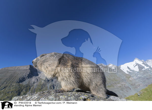 standing Alpine Marmot / PW-03518