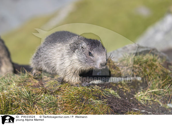 young Alpine Marmot / PW-03524