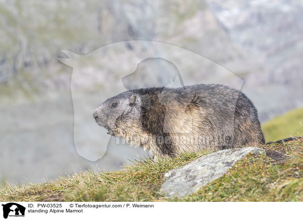 standing Alpine Marmot / PW-03525