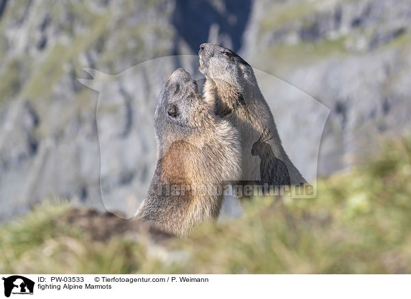 fighting Alpine Marmots / PW-03533