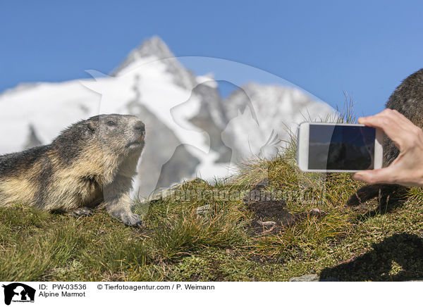 Alpine Marmot / PW-03536