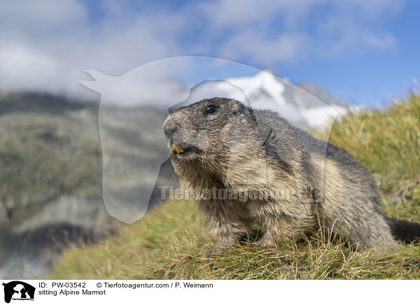 sitting Alpine Marmot / PW-03542