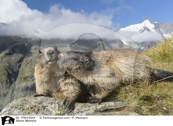 Alpine Marmots / PW-03544