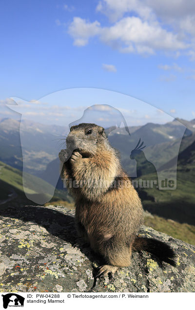 standing Marmot / PW-04288