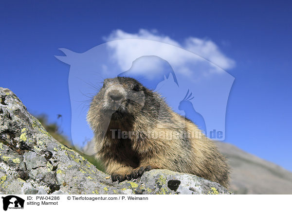 sitting Marmot / PW-04286