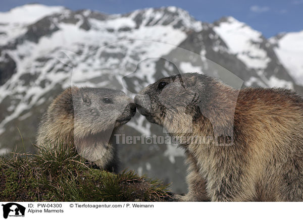 Alpine Marmots / PW-04300