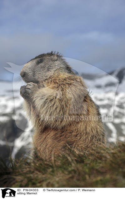 sitting Marmot / PW-04303