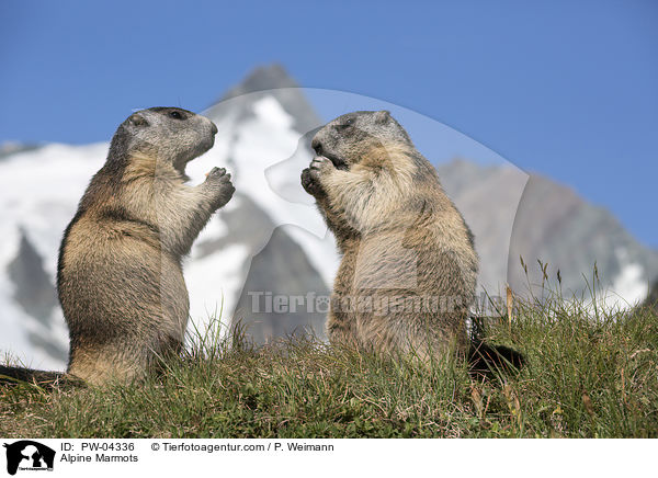 Alpine Marmots / PW-04336