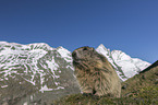 sitting Alpine Marmot