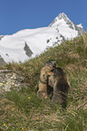 fighting Alpine Marmots