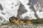 lying Alpine Marmot