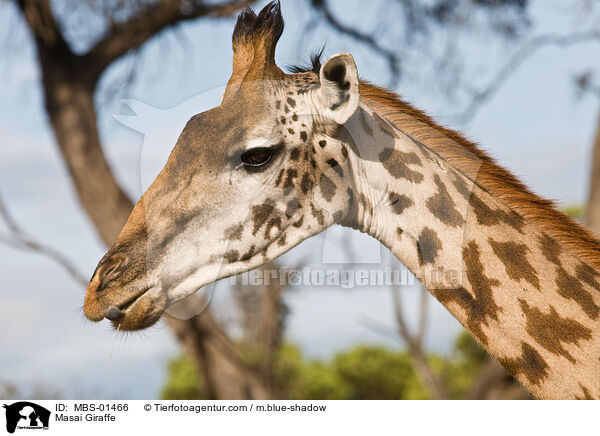 Masai Giraffe / MBS-01466