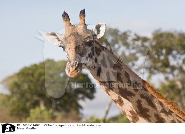 Masai Giraffe / MBS-01467