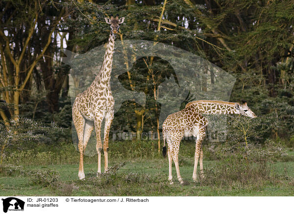 masai giraffes / JR-01203