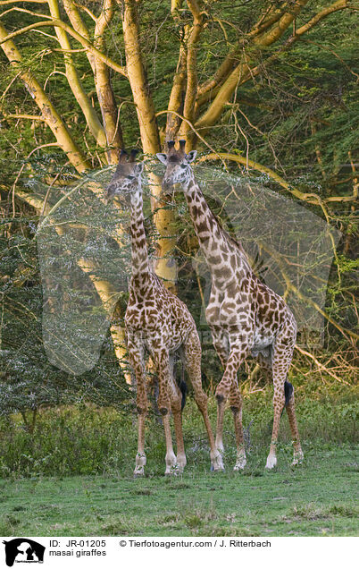 masai giraffes / JR-01205