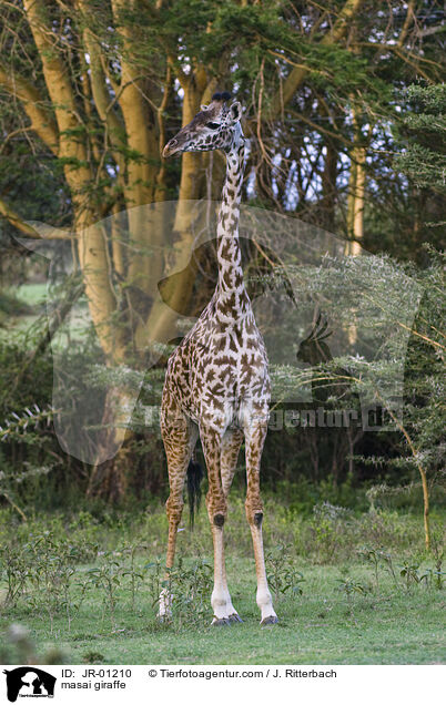 masai giraffe / JR-01210
