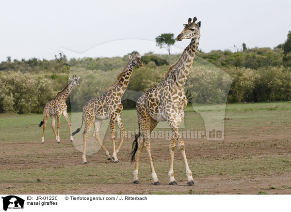 masai giraffes / JR-01220