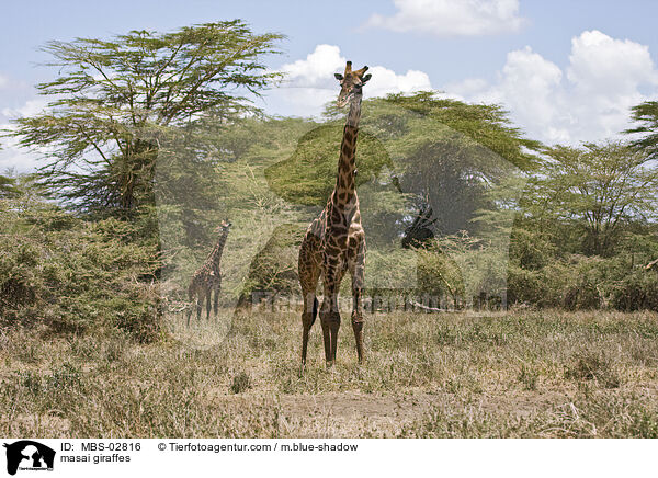 masai giraffes / MBS-02816