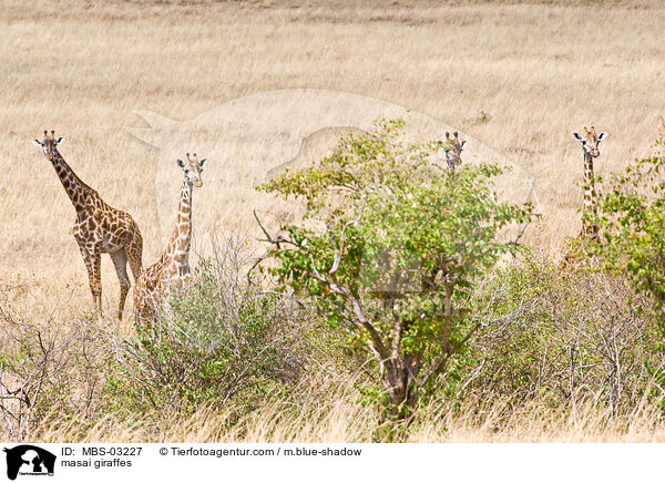 masai giraffes / MBS-03227
