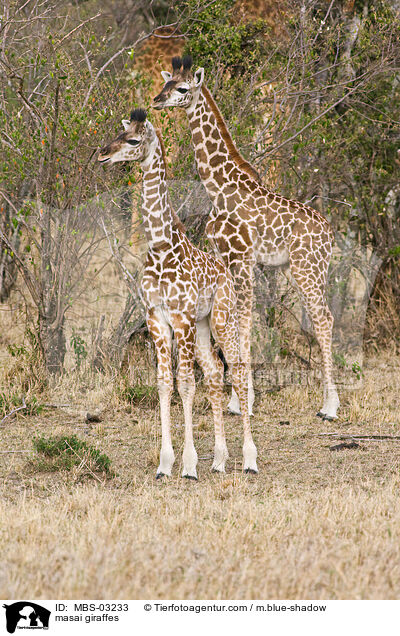 masai giraffes / MBS-03233