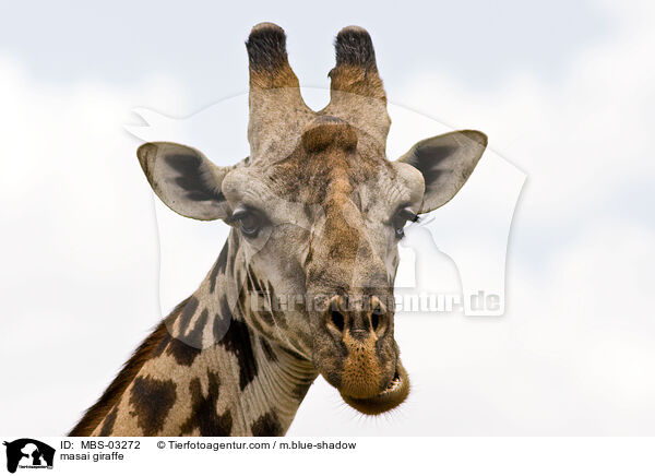 masai giraffe / MBS-03272