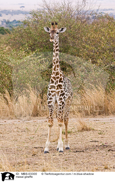 masai giraffe / MBS-03300