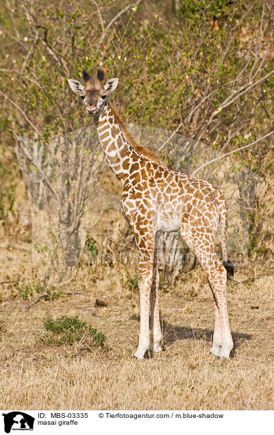 masai giraffe / MBS-03335