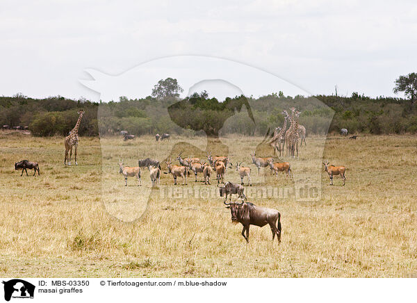 masai giraffes / MBS-03350