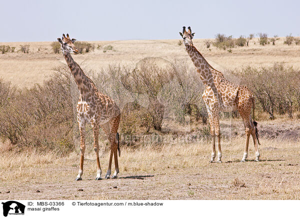 masai giraffes / MBS-03366