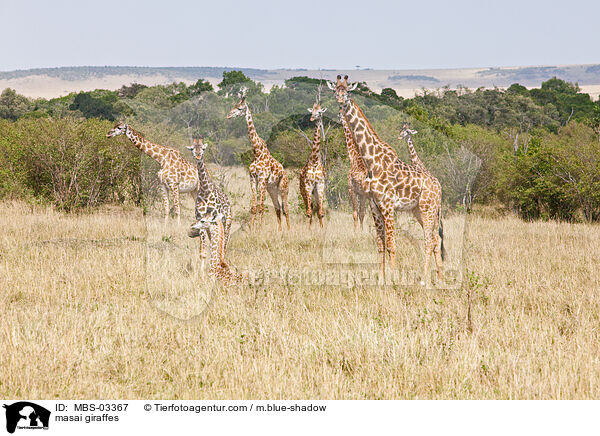 masai giraffes / MBS-03367