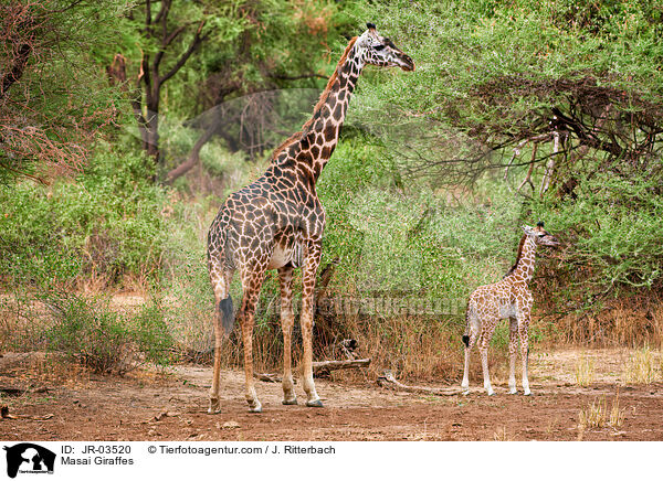 Masai Giraffes / JR-03520