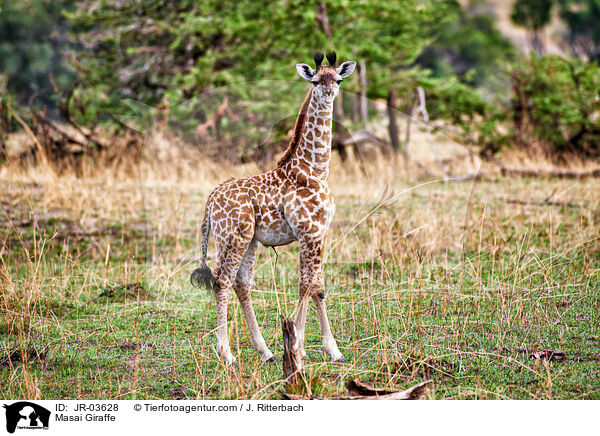 Masai Giraffe / JR-03628