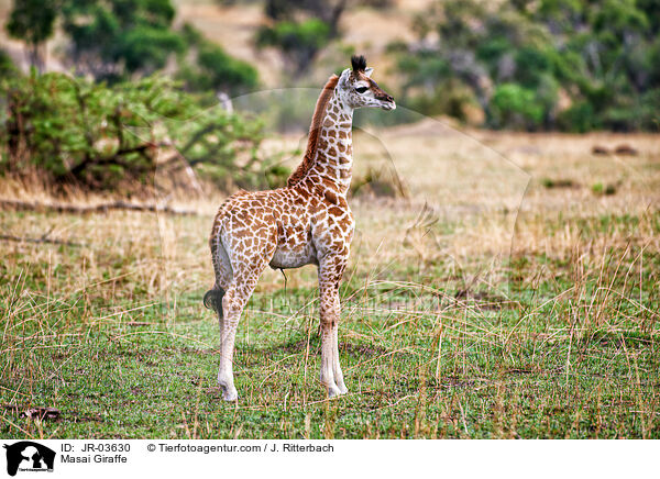 Masai Giraffe / JR-03630