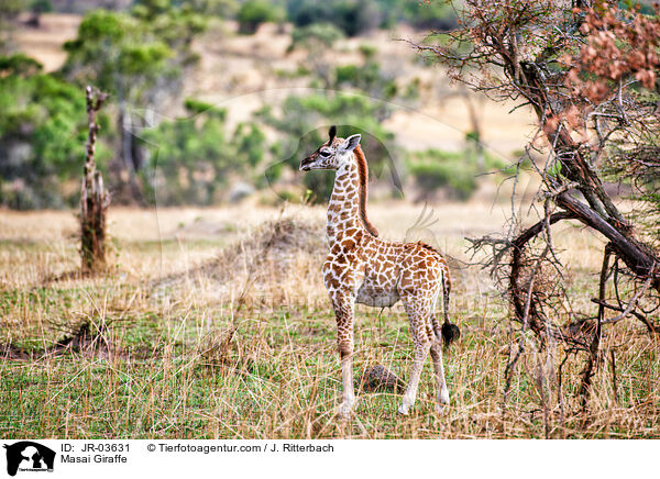 Masai Giraffe / JR-03631