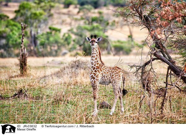 Masai Giraffe / JR-03632