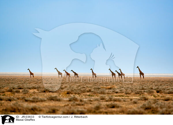 Masai Giraffes / JR-03633