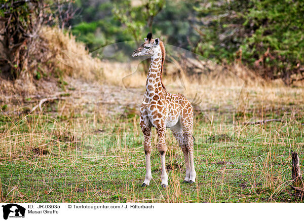 Masai Giraffe / JR-03635