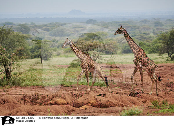 Masai Giraffes / JR-04392