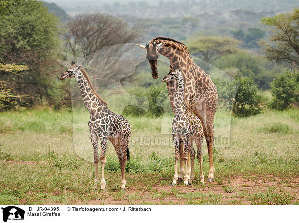 Masai Giraffes / JR-04395