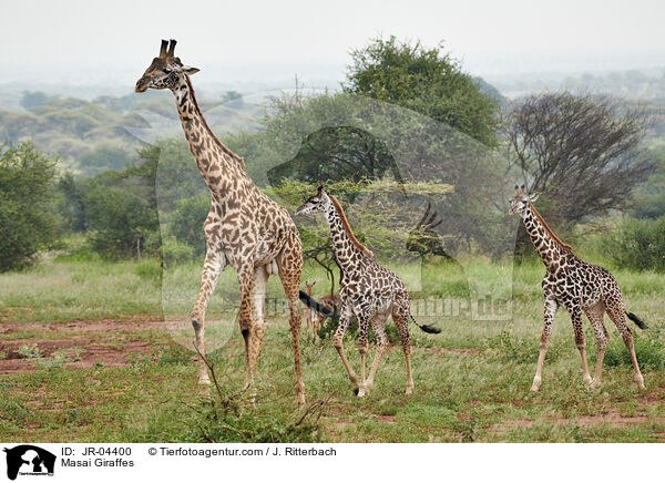 Masai Giraffes / JR-04400