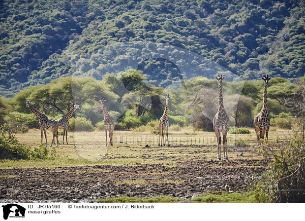 Massaigiraffen / masai giraffes / JR-05160