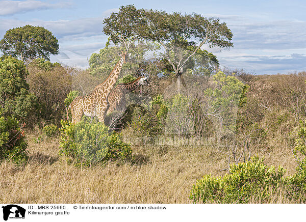 Massai-Giraffe / Kilimanjaro giraffe / MBS-25660