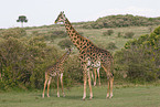 masai giraffes