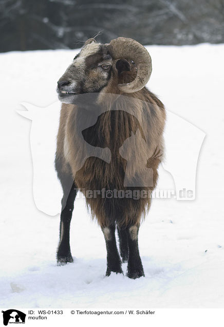 mouflon / WS-01433