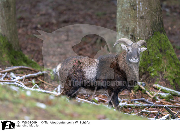 standing Mouflon / WS-08609